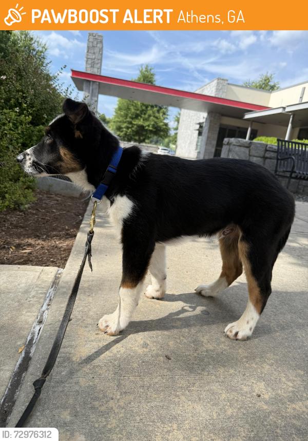 Found/Stray Male Dog last seen eastside wash hse , Athens, GA 30605