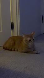 Reunited Male Cat last seen near market basket, Somerville, MA 02143