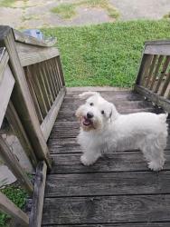 Reunited Male Dog last seen Mazant & Claiborne , New Orleans, LA 70117