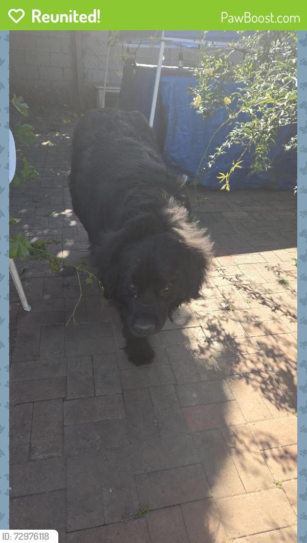 Reunited Unknown Dog last seen Encinita Ave, Temple City, CA 91780