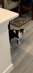 Lost Male Cat last seen Near whitcombe drive, royal palm beach florida , Royal Palm Beach, FL 33411