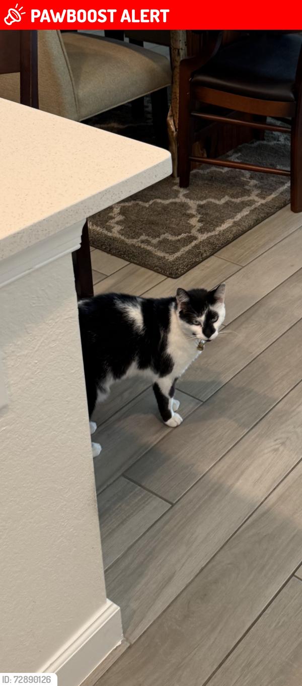 Lost Male Cat last seen Near whitcombe drive, royal palm beach florida, Royal Palm Beach, FL 33411