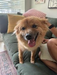 Lost Female Dog last seen 12th street and Logan , Denver, CO 80218