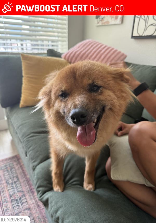 Lost Female Dog last seen 12th street and Logan , Denver, CO 80218
