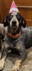Reunited Male Dog last seen Near Co Rd 755, Webster, FL 33597, USA, Webster, FL 33597