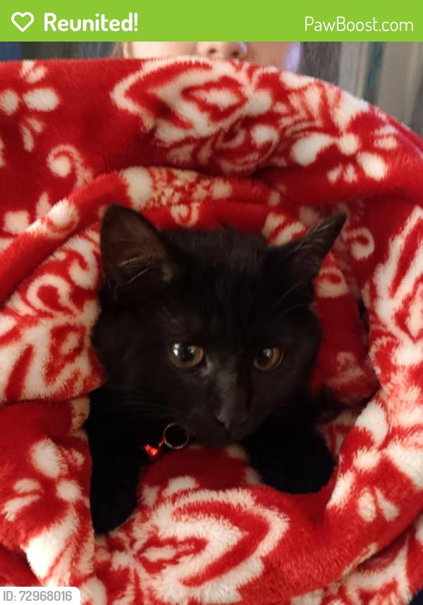 Reunited Female Cat last seen 84th & Rutgers St, Westminster CO  80031, Westminster, CO 80031