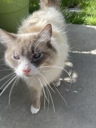 Found/Stray Unknown Cat last seen Near th st and karcher, Nampa, ID 83687