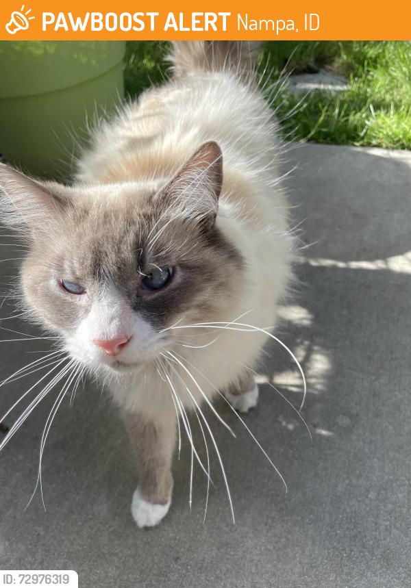 Found/Stray Unknown Cat last seen Near th st and karcher, Nampa, ID 83687