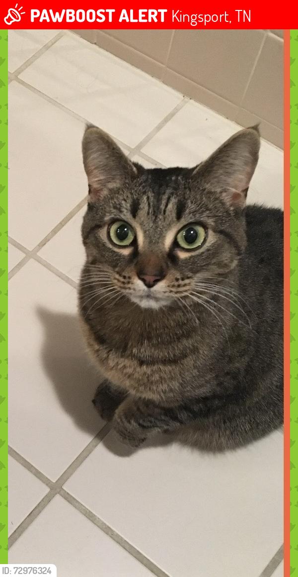 Lost Female Cat last seen Near John F Kennedy Elementary School, Kingsport, TN 37665