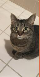 Lost Female Cat last seen Near John F Kennedy Elementary School, Kingsport, TN 37665