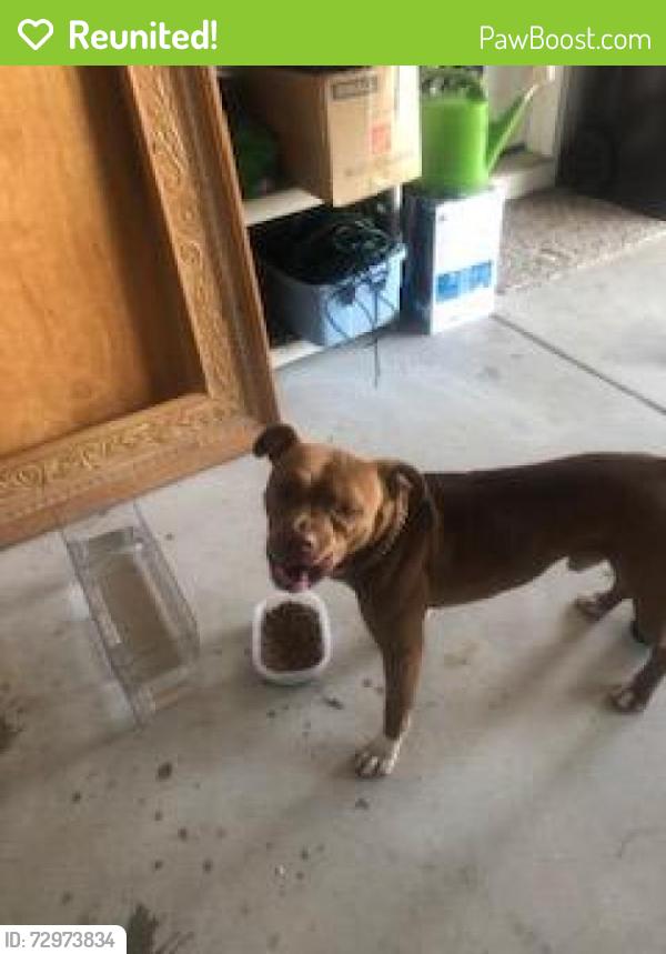 Reunited Male Dog last seen Mt Pleasant @ Panther Creek Subdivision, Willow Spring, NC 27592