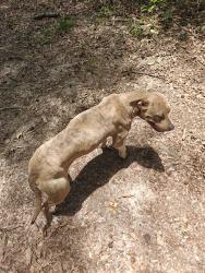 Found/Stray Female Dog last seen Highway 330 at the Bear Creek reservoir public fishing area, Bogart, GA 30622