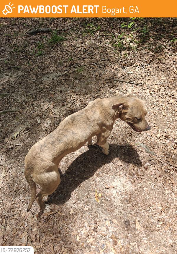 Found/Stray Female Dog last seen Highway 330 at the Bear Creek reservoir public fishing area, Bogart, GA 30622