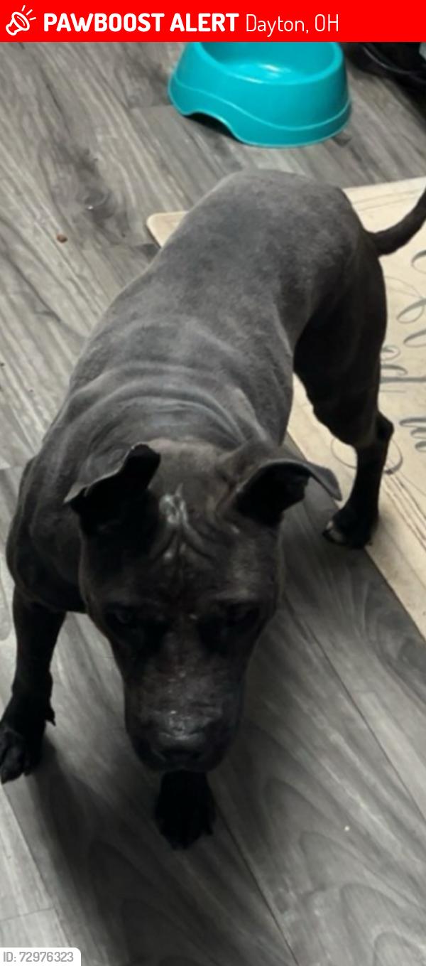 Lost Female Dog last seen Garber or rangeview, Dayton, OH 45415
