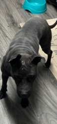 Lost Female Dog last seen Garber or rangeview, Dayton, OH 45415