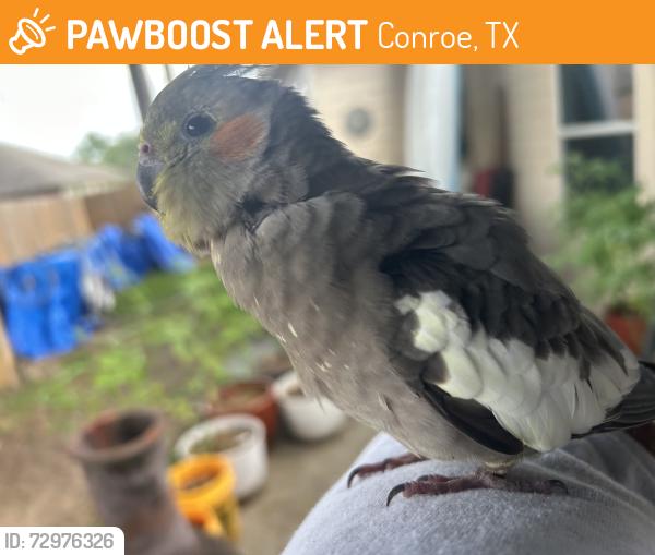 Found/Stray Male Bird last seen Stewart’s Forest Conroe, Conroe, TX 77301