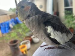 Found/Stray Male Bird last seen Stewart’s Forest Conroe, Conroe, TX 77301