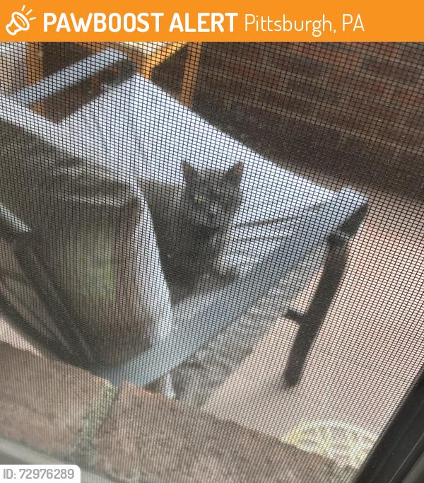 Found/Stray Unknown Cat last seen Marshall Ave and Brighton Rd, Pittsburgh, PA 15212