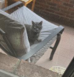 Found/Stray Unknown Cat last seen Marshall Ave and Brighton Rd, Pittsburgh, PA 15212