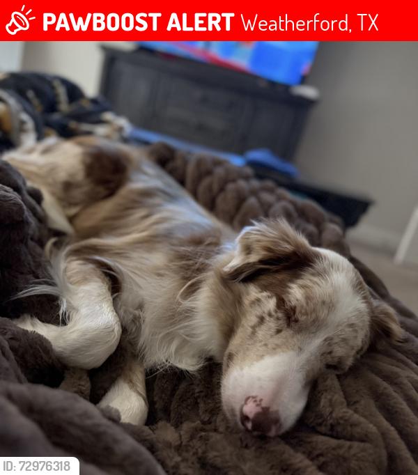 Lost Male Dog last seen Sharp corner of Clark lake rd , Weatherford, TX 76088