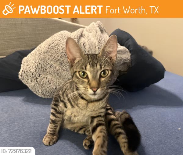 Found/Stray Female Cat last seen Oakhurst neighborhood close to cemetery , Fort Worth, TX 76111