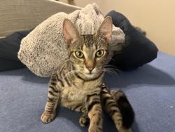 Found/Stray Female Cat last seen Oakhurst neighborhood close to cemetery , Fort Worth, TX 76111