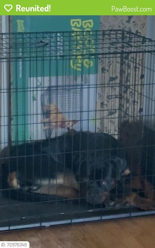 Reunited Male Dog last seen Upper Marlboro, MD 20772, USA, Upper Marlboro, MD 20772