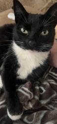 Lost Female Cat last seen Brightfield Circle, Portland, OR 97223