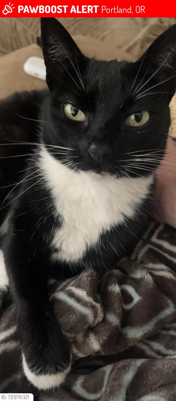 Lost Female Cat last seen Brightfield Circle, Portland, OR 97223