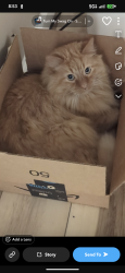 Reunited Male Cat last seen Lunsford Dr and Pappas St, Indianapolis, IN 46237