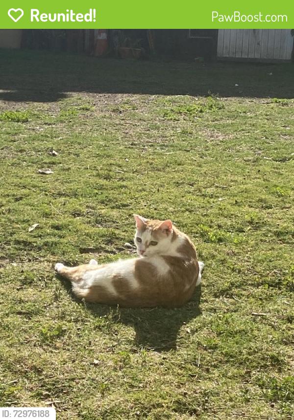 Reunited Female Cat last seen Near Lehigh Ave, Pacoima, CA 91331, USA, Los Angeles, CA 91331