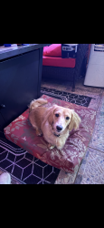 Reunited Male Dog last seen Cornelia Ave off PSL blvd, Port St. Lucie, FL 34953