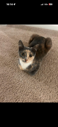 Lost Female Cat last seen Near Russell Street , Overland Park, KS 66223