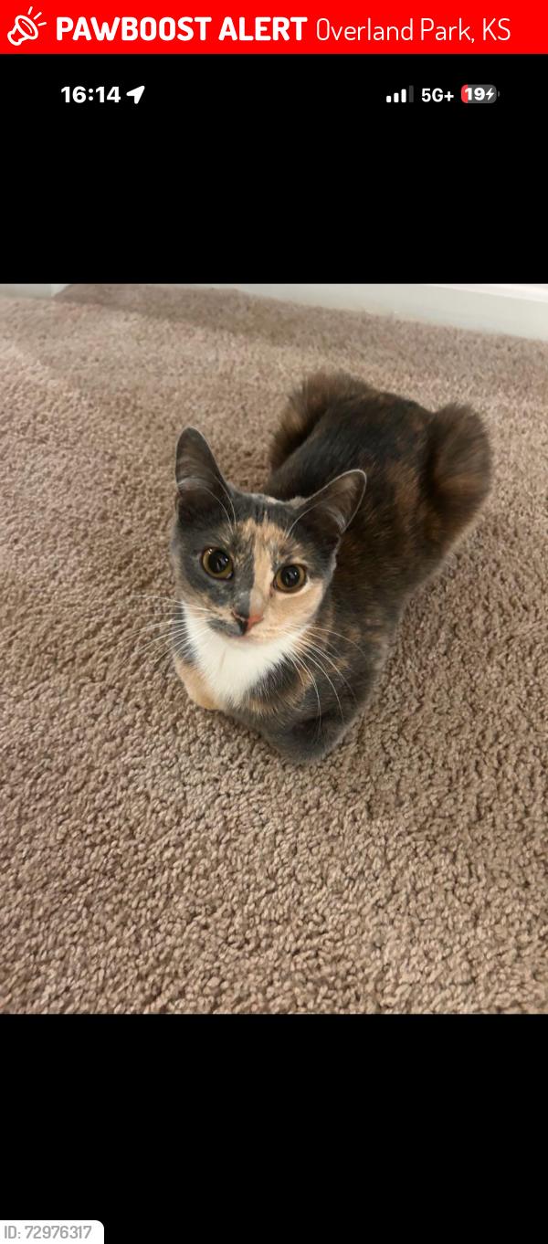 Lost Female Cat last seen Near Russell Street , Overland Park, KS 66223