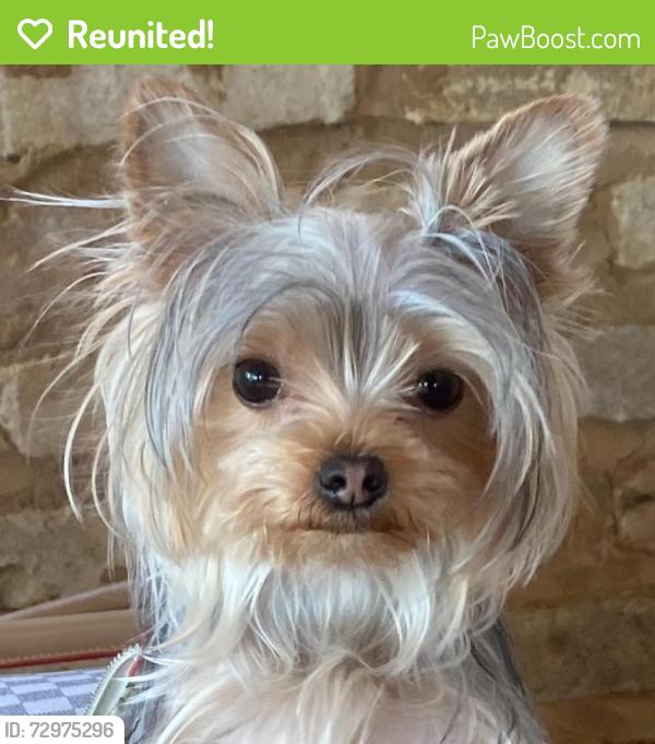 Reunited Female Dog last seen Rich Mountain Road, Townsend, TN 37882