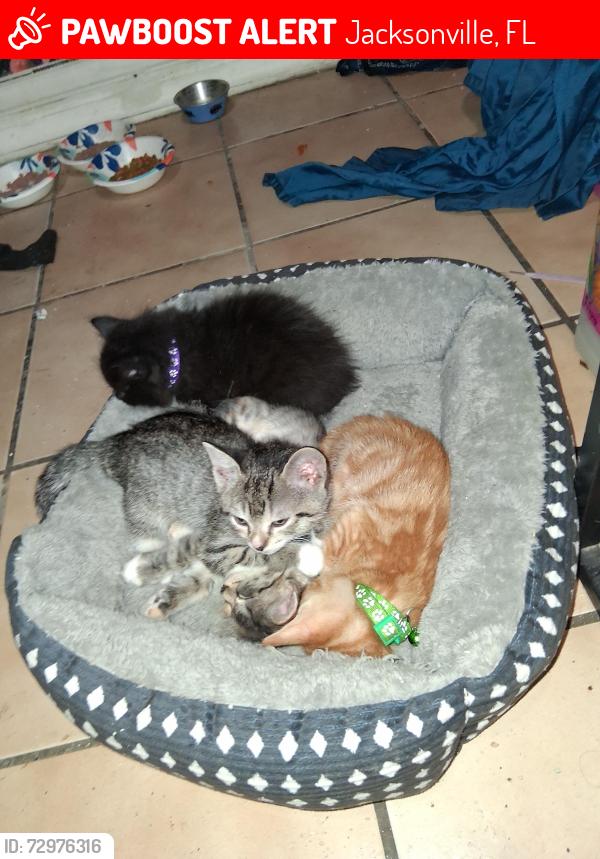 Lost Female Cat last seen Atlantic blvd and Hodges , Jacksonville, FL 32246