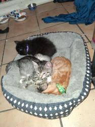 Lost Female Cat last seen Atlantic blvd and Hodges , Jacksonville, FL 32246