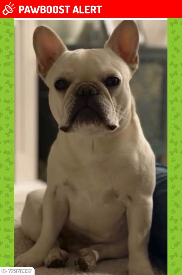 Lost Male Dog last seen Carson, Hawaiian Gardens, CA 90716