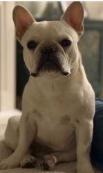 Lost Male Dog last seen Carson, Hawaiian Gardens, CA 90716