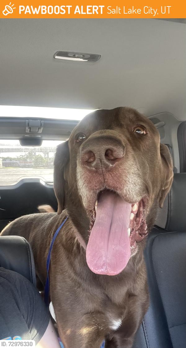 Found/Stray Male Dog last seen Near s and west temple, Salt Lake City, UT 84115