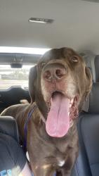 Found/Stray Male Dog last seen Near s and west temple, Salt Lake City, UT 84115