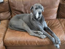 Lost Female Dog last seen Near overbook drive , Atlanta, GA 30318
