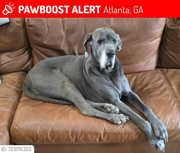 Lost Female Dog last seen Near overbook drive , Atlanta, GA 30318