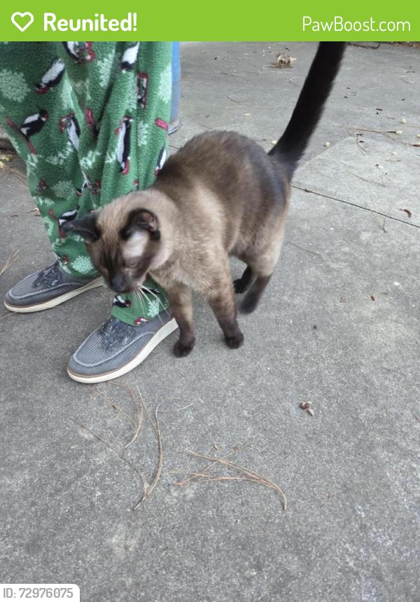 Reunited Unknown Cat last seen Near Deaver & Hackberry, Hope Mills, NC 28348