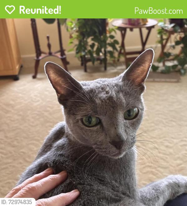 Reunited Male Cat last seen Near block of E Mercer Way, Mercer Island WA, Mercer Island, WA 98040