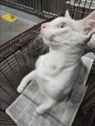Shelter Stray Female Cat last seen , 1850 W 60th St, Los Angeles, CA 90047, USA