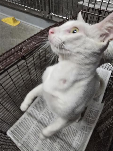 Shelter Stray Female Cat last seen , 1850 W 60th St, Los Angeles, CA 90047, USA