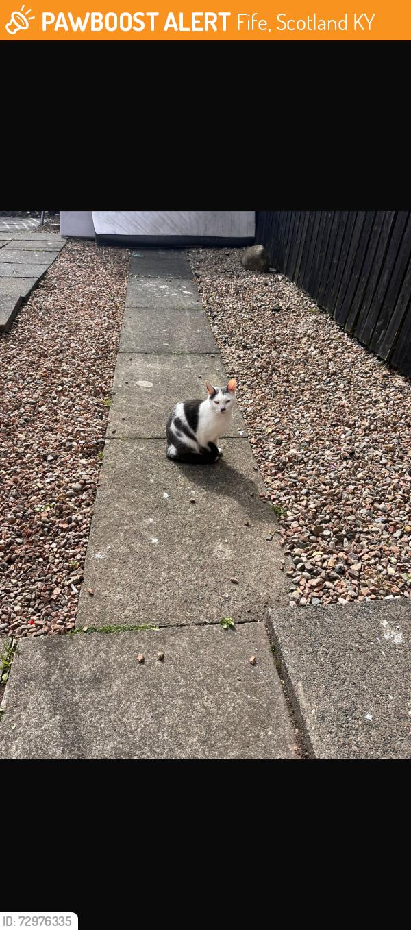 Found/Stray Unknown Cat last seen Oswald road, Fife, Scotland KY1