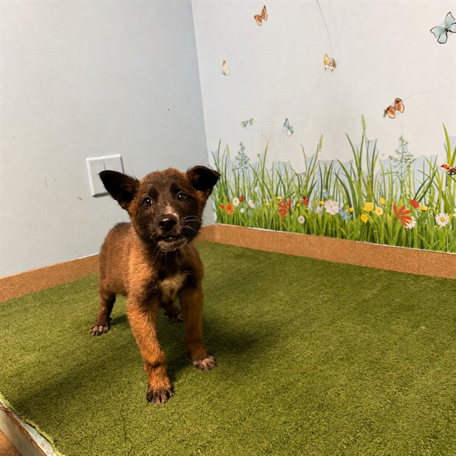 Shelter Stray Male Dog last seen , 38550 Sierra Hwy, Palmdale, CA 93550, USA