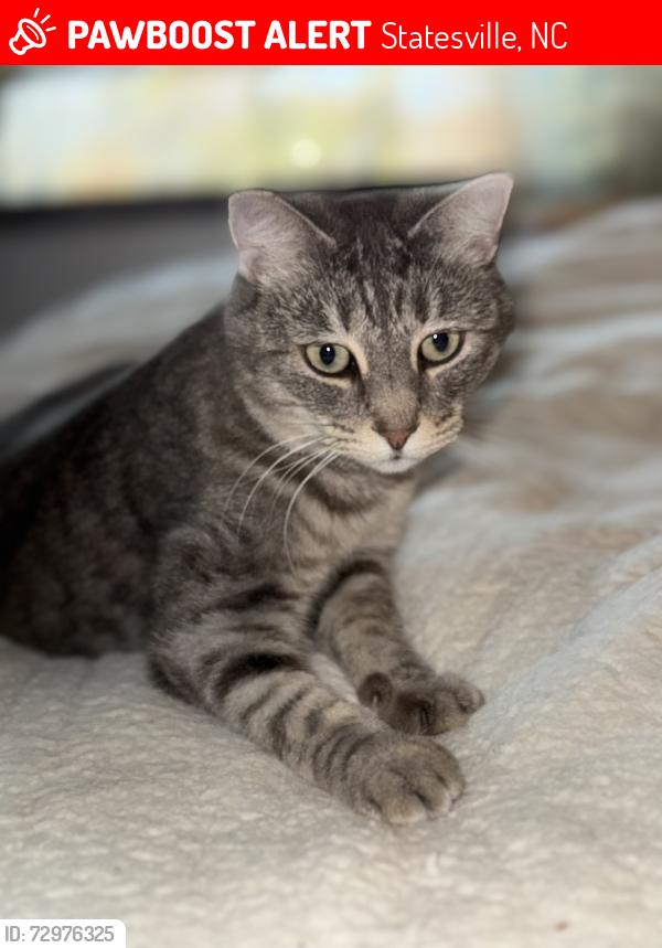 Lost Female Cat last seen Valley Stream neighborhood, E Front St at S East End Ave, Statesville, NC 28677